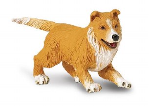 COLLIE PUPPY