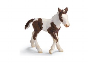 TINKER FOAL