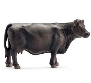 BLACK ANGUS COW