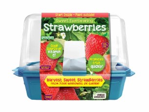 STRAWBERRY TERRARIUM