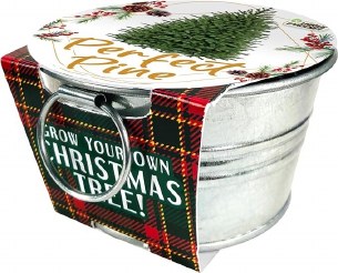 GROW YOUR OWN CHRISTMAS TREE