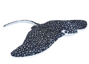 CK EAGLE RAY