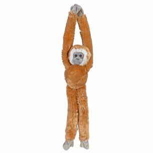 White Handed Gibbon