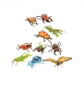 INSECT COLLECTION