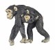 CHIMPANZEE AND BABY