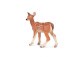 WHITE TAILED FAWN