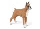 BOXER