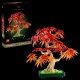 Japanese Red Maple Bonsai Tree