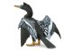 ANHINGA