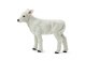 BROWN SWISS CALF