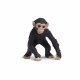 MINI CHIMPS