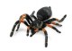 ORANGE KNEED TARATULA