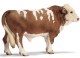 SIMMONTAL BULL
