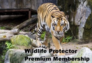 SD Protector Premium Single