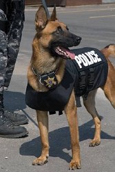 K9 Vest (Call For Pricing) K9 Vest (Call For Pricing)