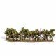 Classic Trees, Hedge Row 1-4"