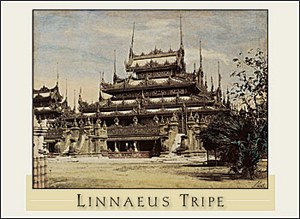 Linnaeus Tripe: Boxed Notecards