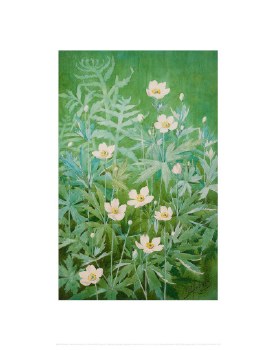 Holmes: Canada Anemone Print