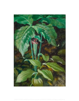 Holmes: Jack-in-the-Pulpit I Print