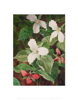 Holmes: Trilliums Print