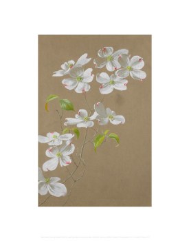 Holmes: Flowering Dogwood II Print