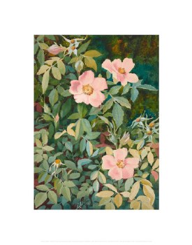 Holmes: Wild Rose