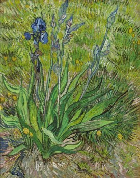 Vincent van Gogh: Iris - 11" x 14"