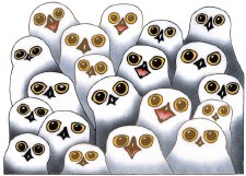 Pootoogook: Parliament of Owls