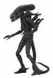 Alien Ultimate Edition Big Chap AF