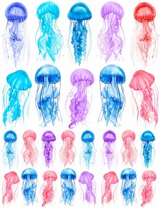 Overglaze Decal, Jellyfish