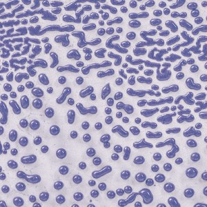 CR-54 Purple Crawl Pint