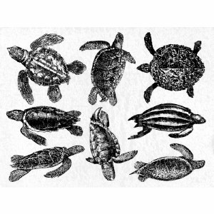 Sea Turtle Decals Black - The Ceramic Shop