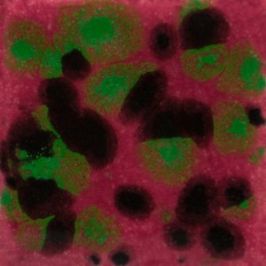 CG1005 Maroon Lagoon Pint
