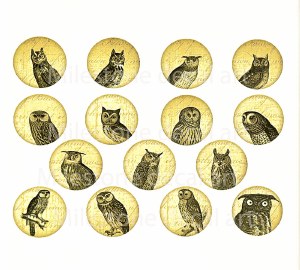 Wise Owls Color Decal