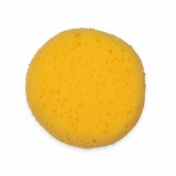Sponge, Yellow Hydra, 3"Circle