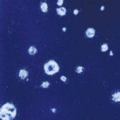 22 Milky Way Crystaltex PtDISC