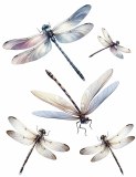 Dragonfly Decal Sheet 01