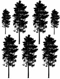 Tall Pine Tree Silhouettes