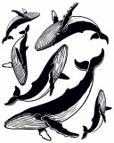 Whales Decal Black