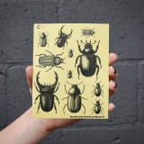 Additional picture of Black Beetle 03 Decal