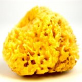 Natural Wool Sponge Large 3 1/2 - 4 – Kentucky Mudworks
