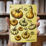 Additional picture of Pumpkins & Gourds