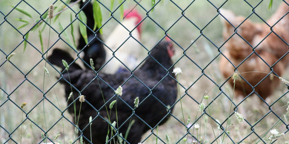 Use of mesh to Foxproof your Chicken Coop