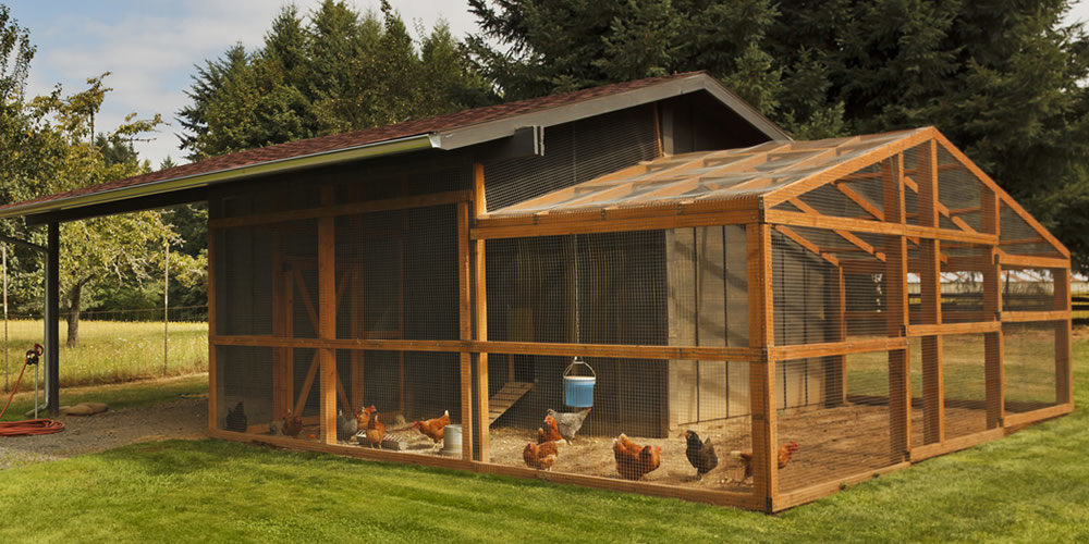 how-to-fox-proof-your-chicken-coop-my-pet-warehouse