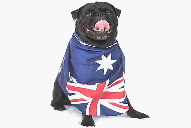 pug wearing an australian flag