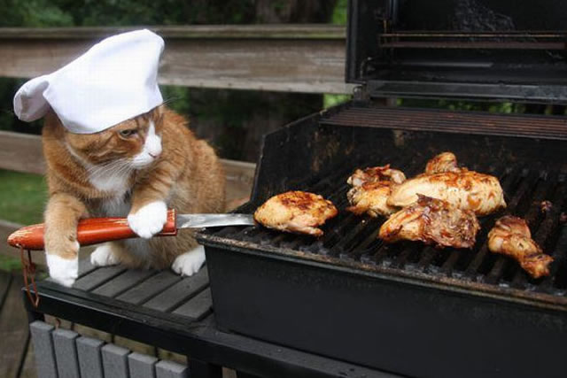 cat doing the cooking on the barbecue
