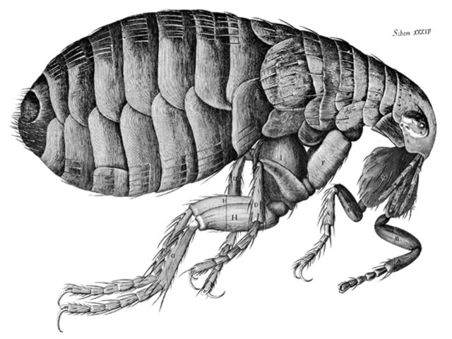 Anatomy of a Flea