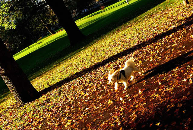 Dog hair shedding cycle starts in Autumn