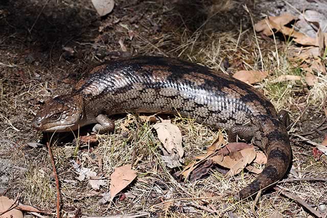 blue tongue skink as a pet