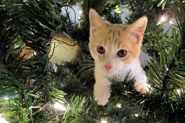 Cat attacking shop christmas tree